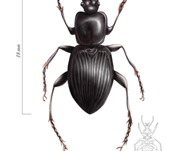 Entomological illustration